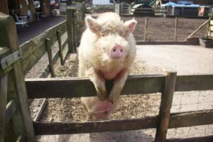 pig on fence